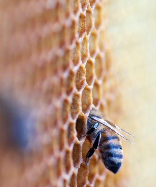 wolfgang-hasselmann-FpmSLjo408E-unsplash (1)